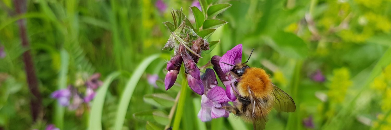 Carolyn Thomas MS / AS banner