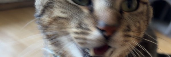 Madame_SN Profile Banner