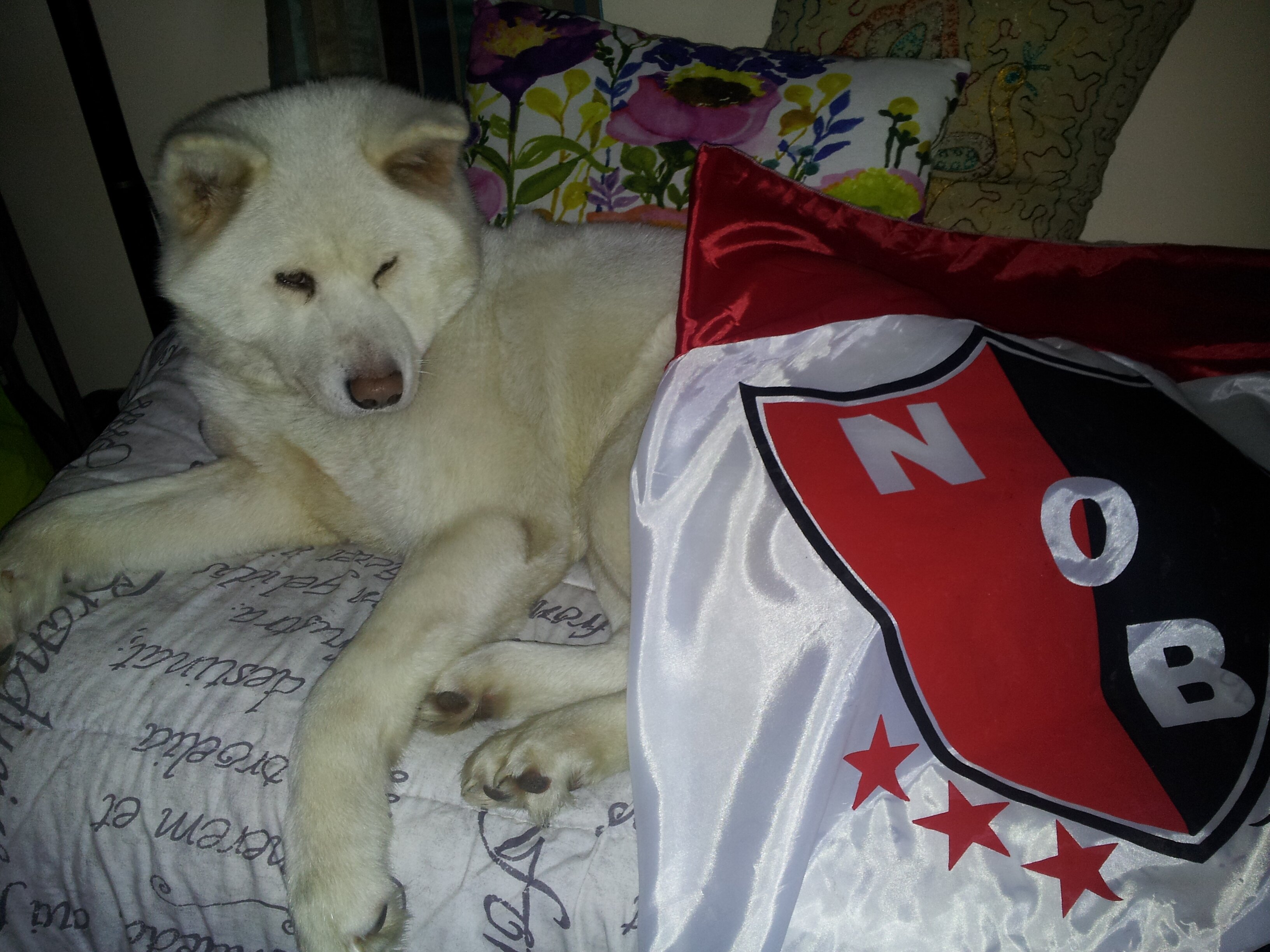 car0ojeda's profile banner image