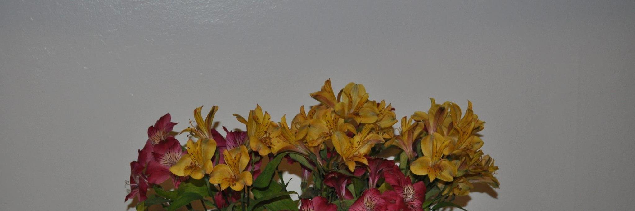 joytheadavis's profile banner image