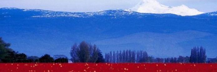 anticoruption11's profile banner image