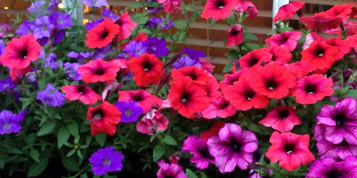 janiedevlin's profile banner image