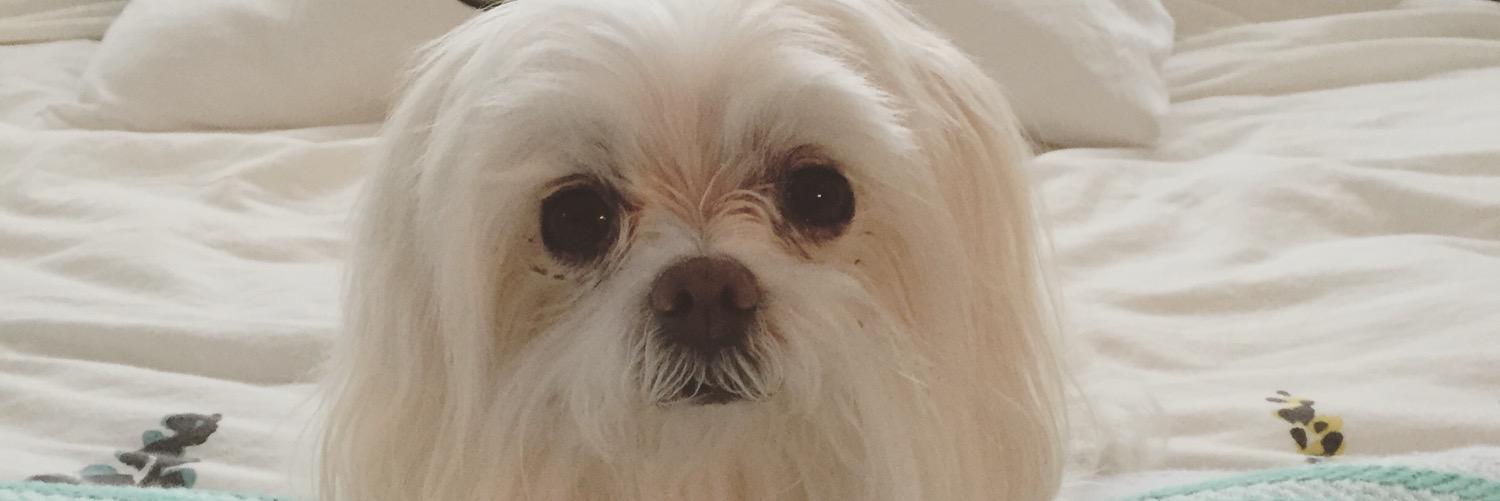 nikkidagot's profile banner image