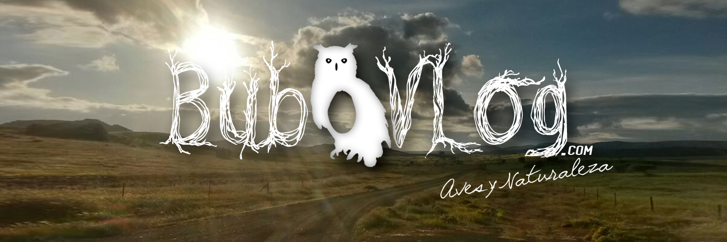 BuboVlog's profile banner image