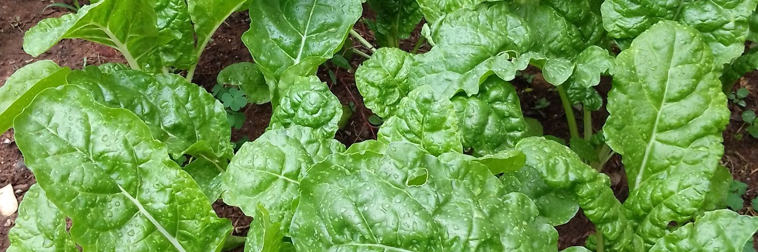 Zaki Mathebula banner