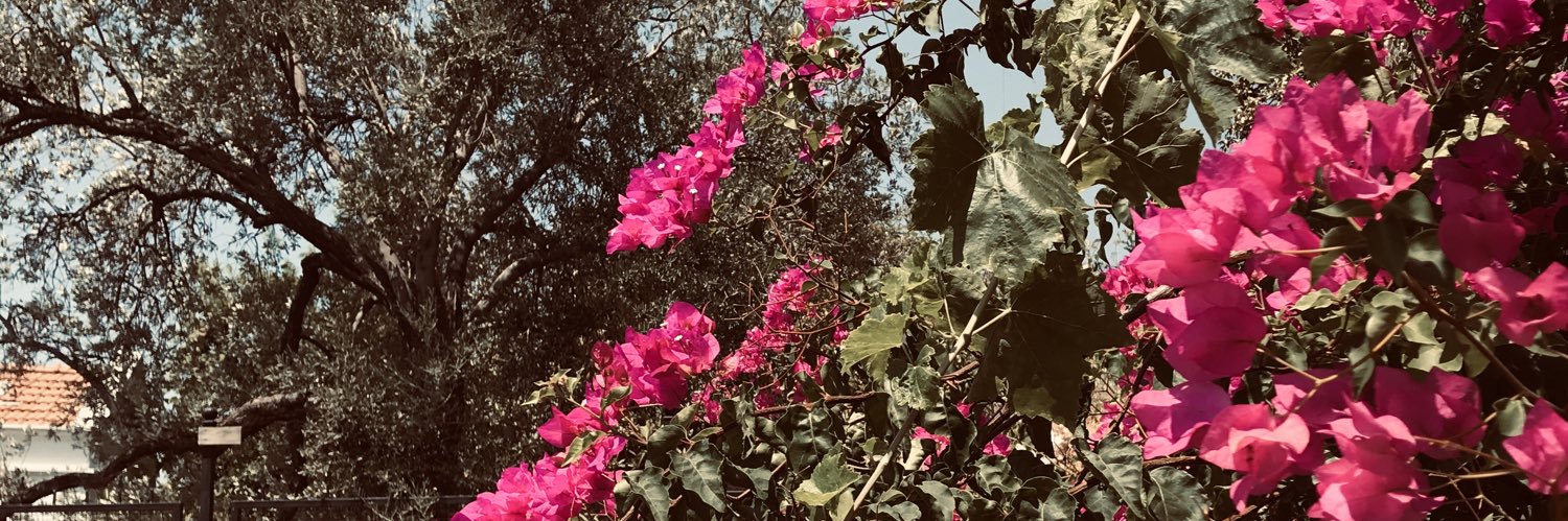 nesibeozan's profile banner image
