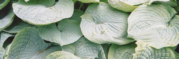 AmySpires_ Profile Banner