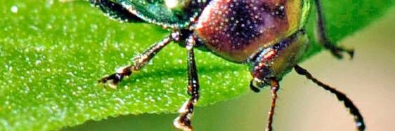 Carlos Ballare banner