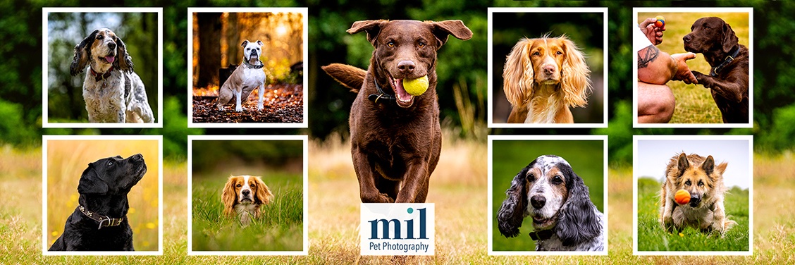 MillersImage's profile banner image