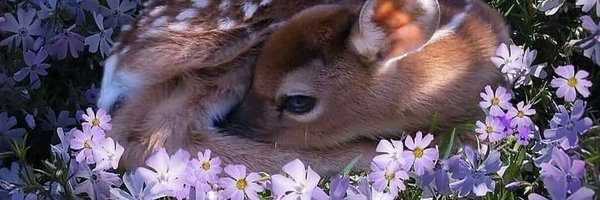 sonnoodle Profile Banner