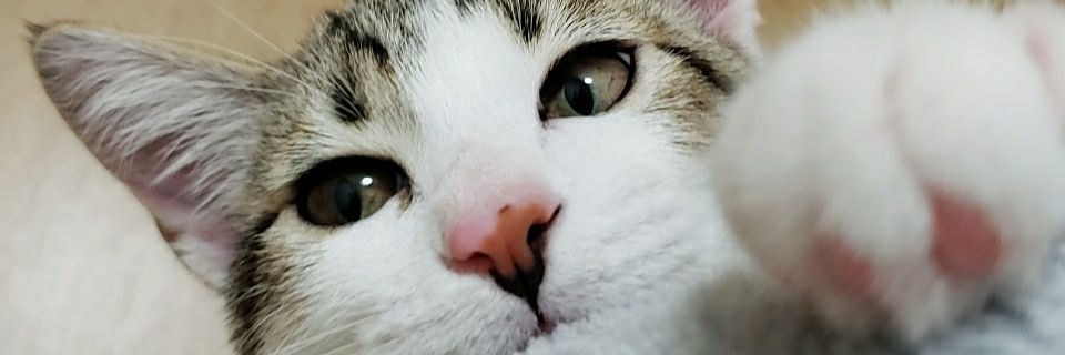 capra714's profile banner image