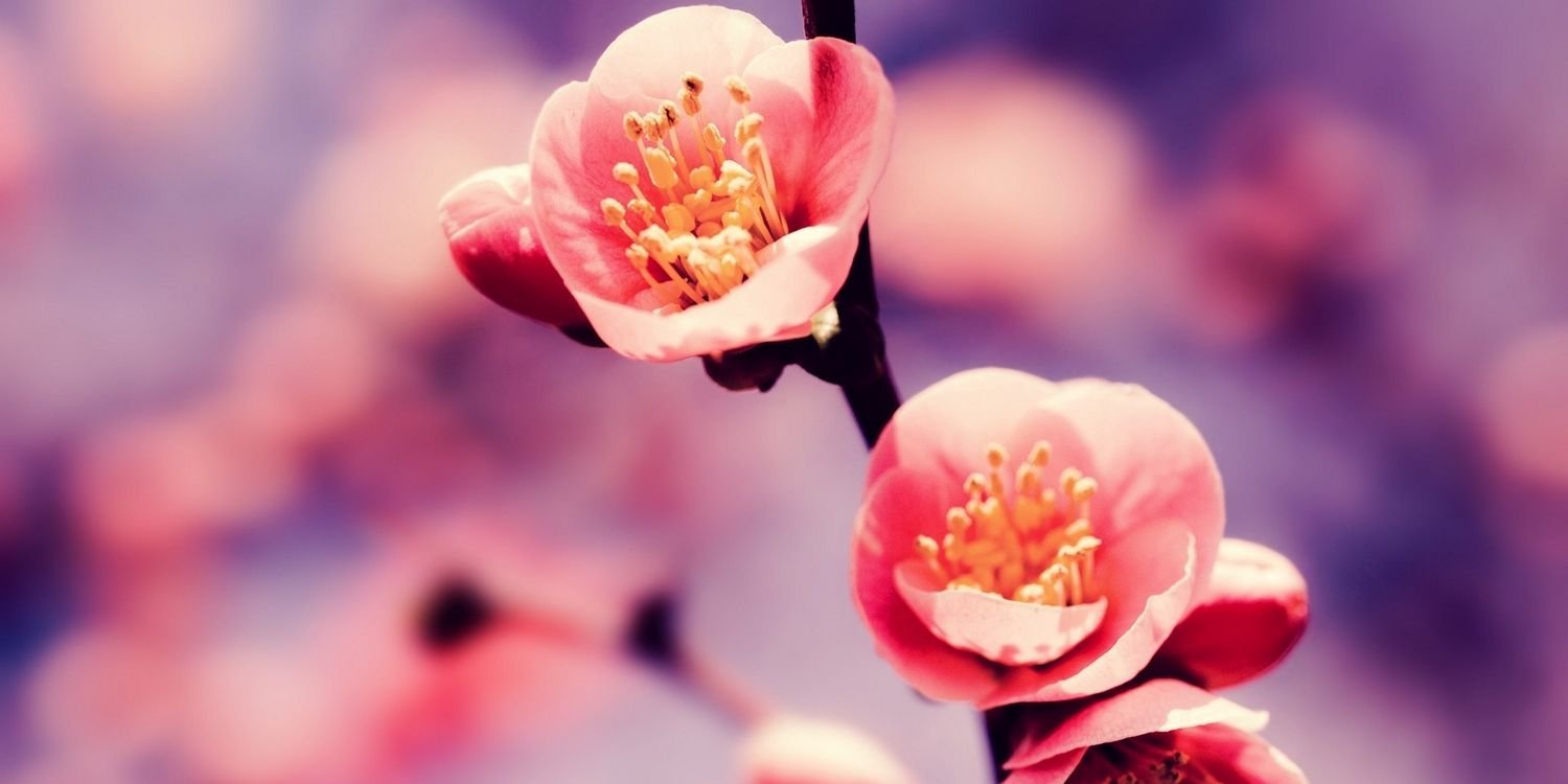 phoenix_may's profile banner image