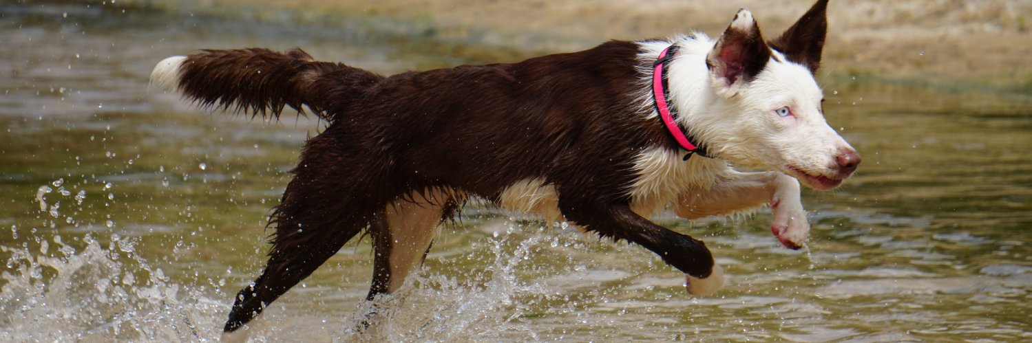 SitStayGoodDogs's profile banner image