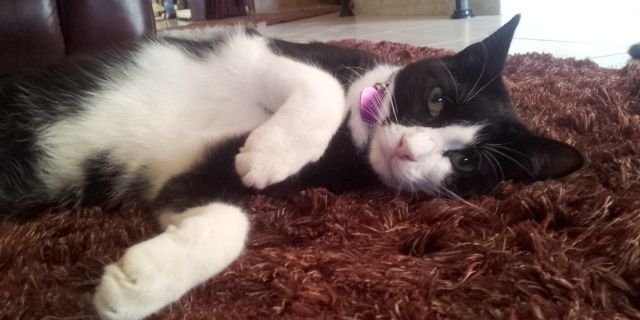 KateCanmer's profile banner image