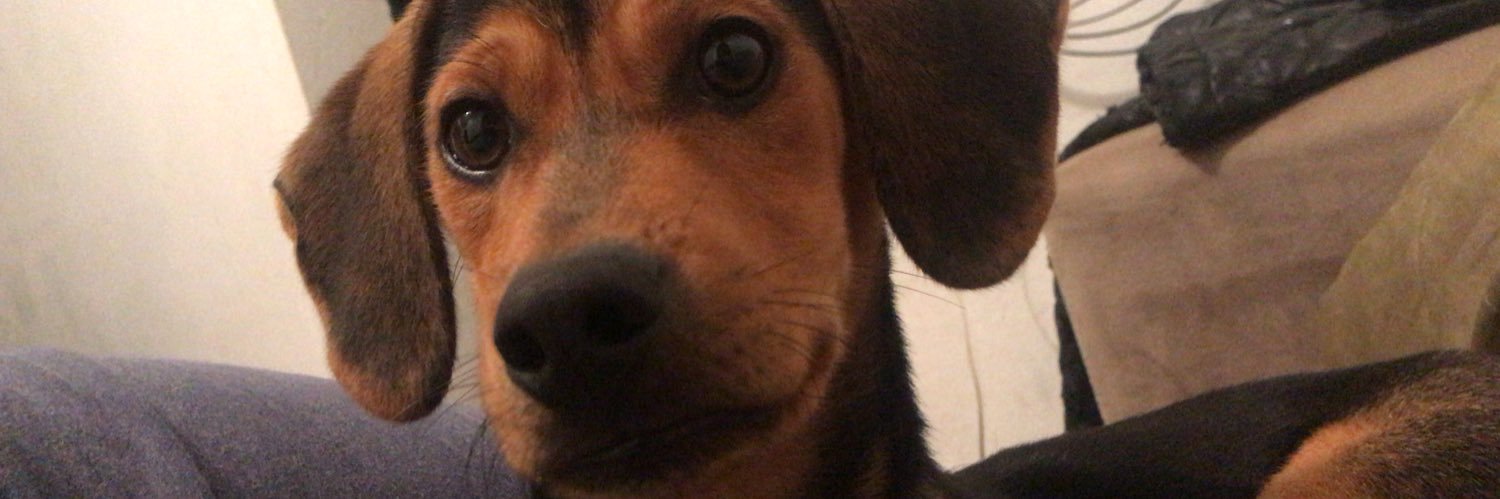 amandaabelli3's profile banner image
