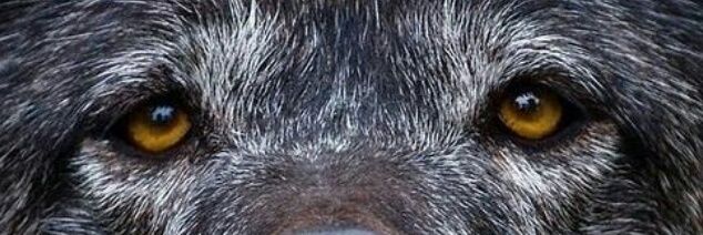 kimblackwolf's profile banner image