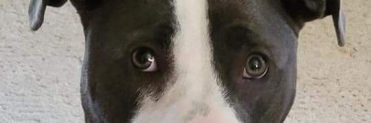 JustaRandomDude banner