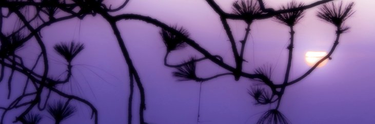 ovolur's profile banner image