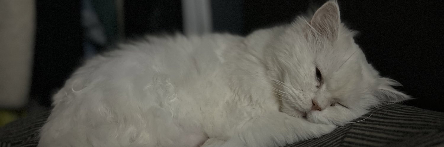 tugceaurelius's profile banner image