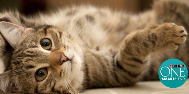 PurinaOneSA's profile banner image