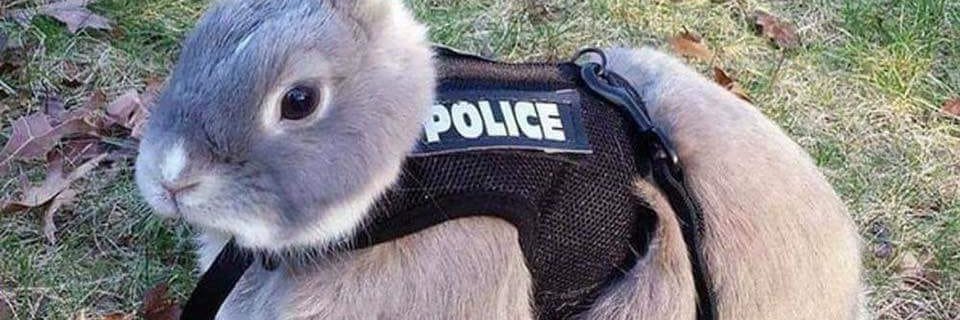 flybycop's profile banner image