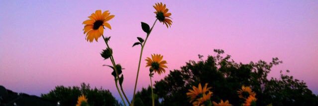 brooklynraineb's profile banner image