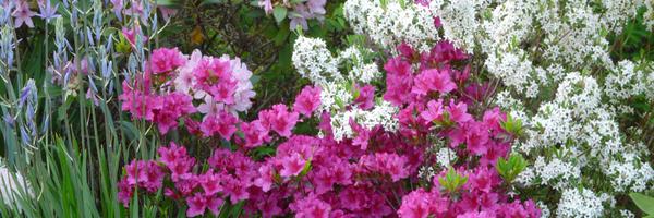 scgardens Profile Banner