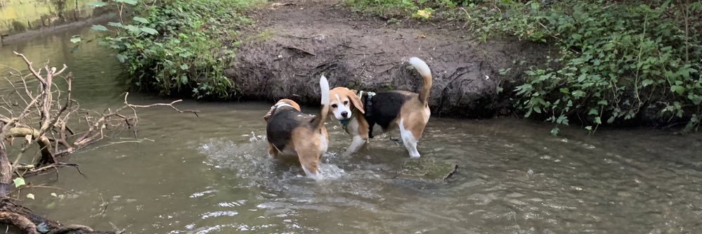 Harvey_Beagle's profile banner image