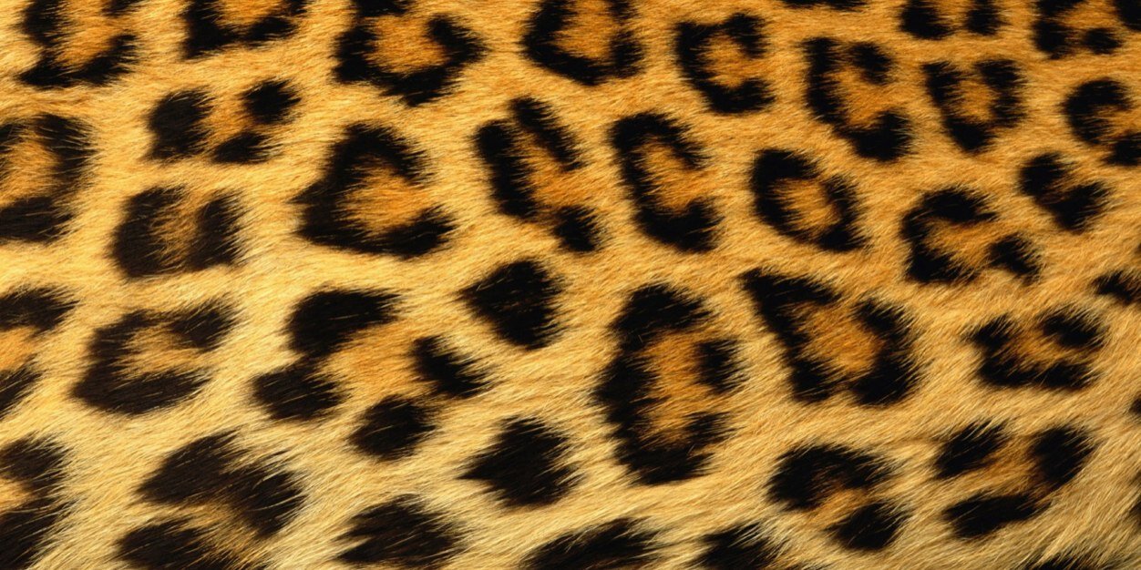 CVPanters's profile banner image