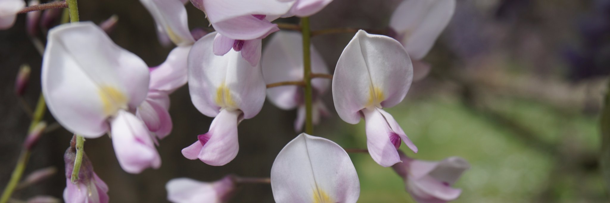 ostromecki's profile banner image