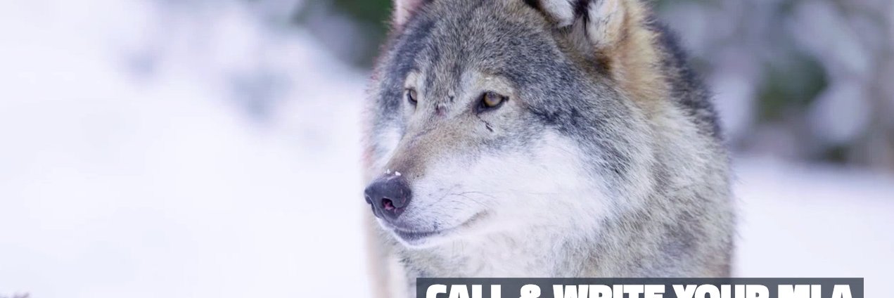 wolfmatters's profile banner image