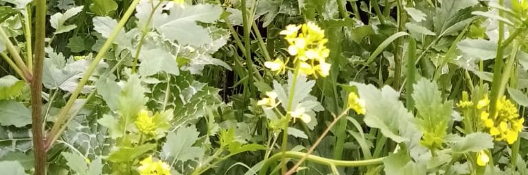 35Serra's profile banner image