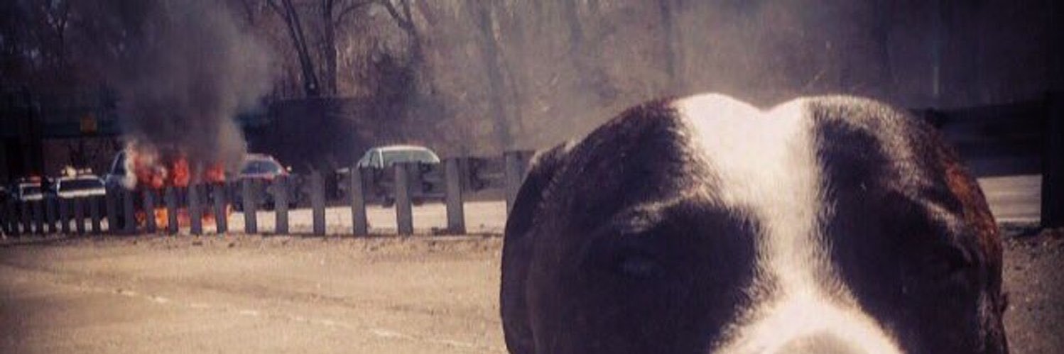 Raider Albert banner