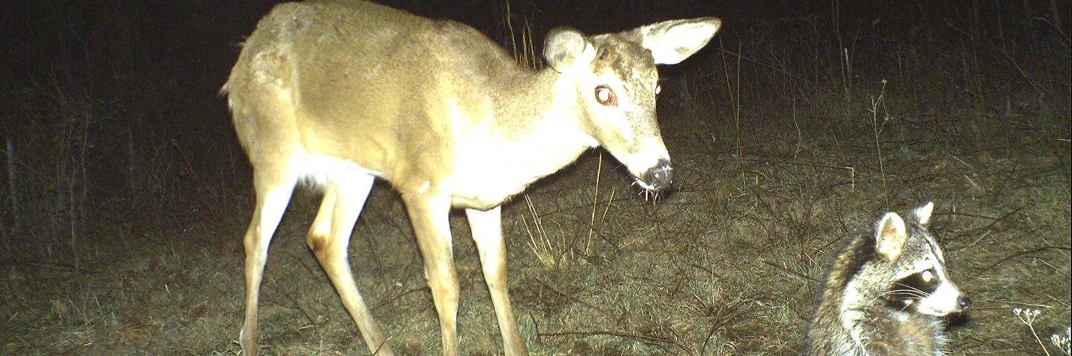 Tchoupépette banner