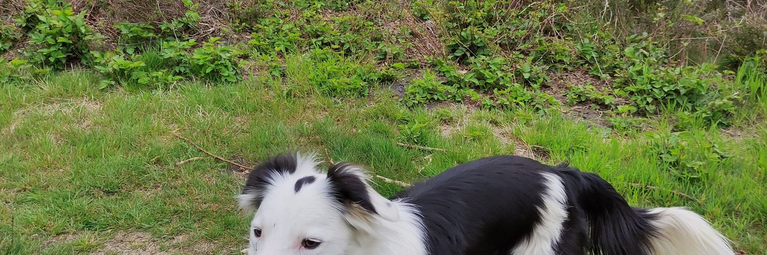 Anco Mantingh banner