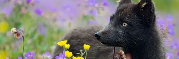BlackFoxOrder's profile banner image