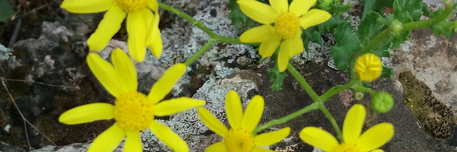 Nurcanyldrm's profile banner image