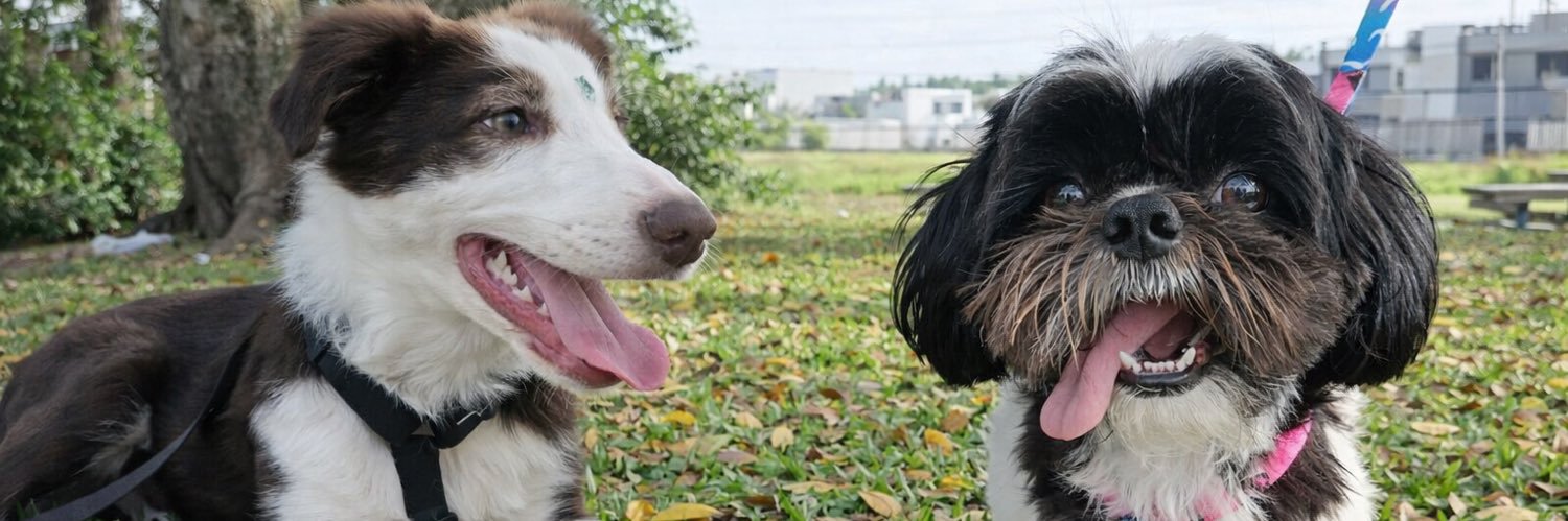 fernanda zomer banner