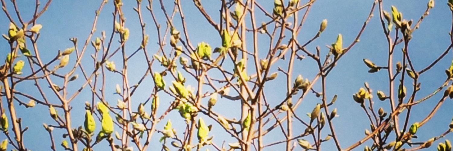 Jennifer Batley banner