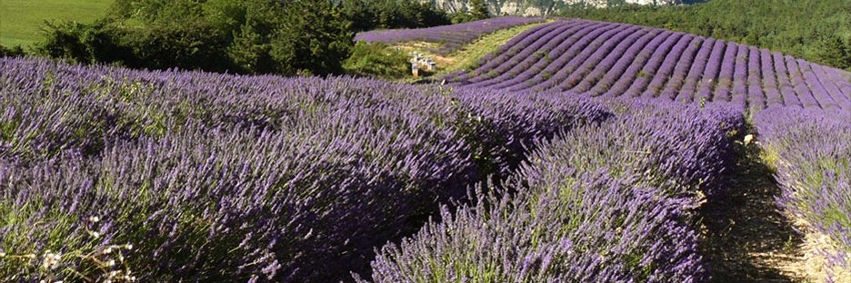 Terry Chabert banner