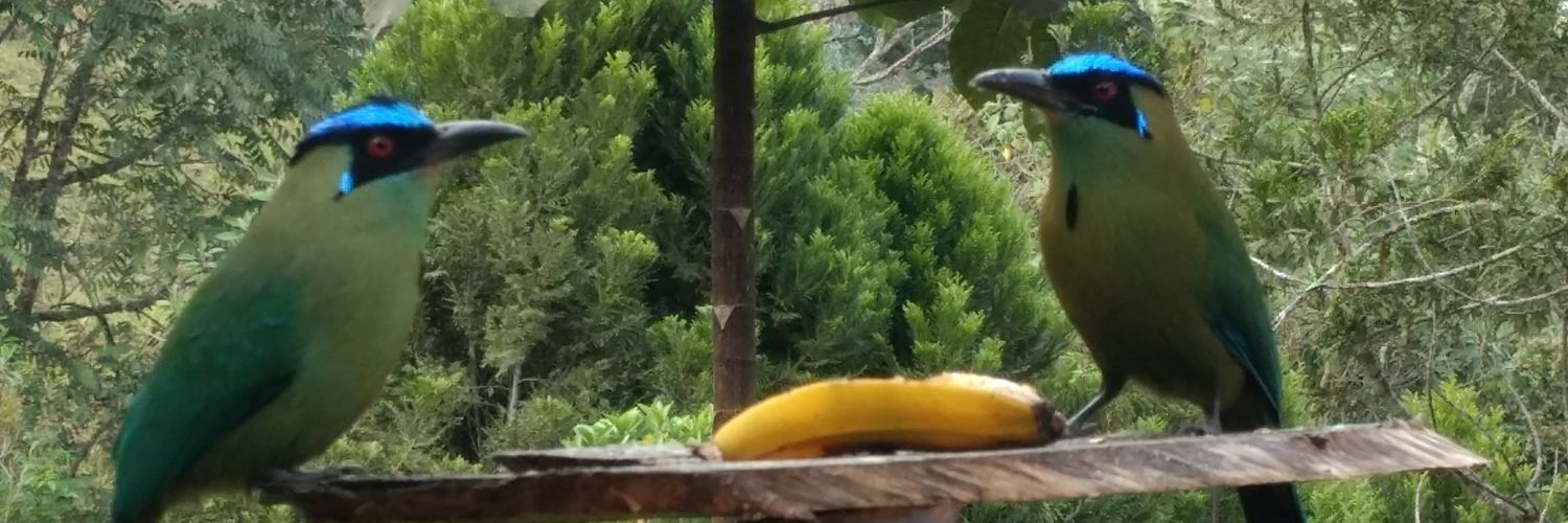 sercarpo's profile banner image
