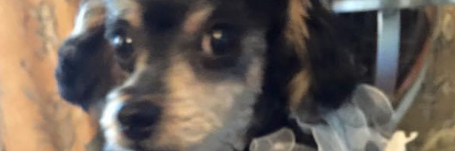 LouisShortXIV's profile banner image