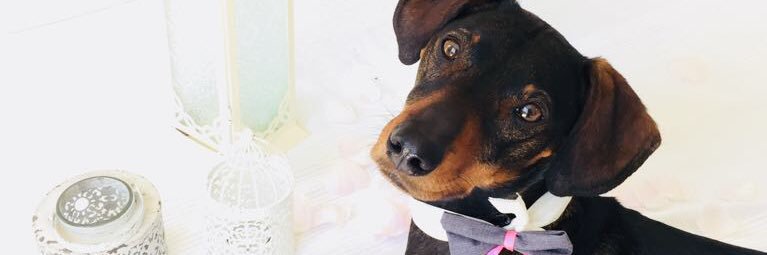 ChloeDunmall's profile banner image