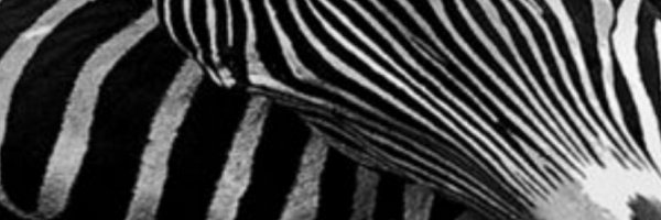 RichardMarin Profile Banner