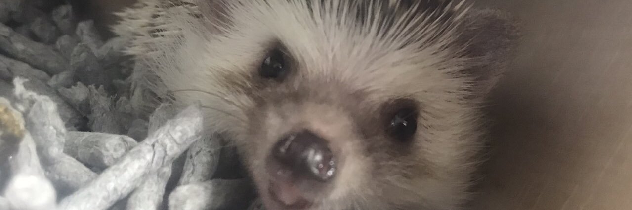 kuma_RR_'s profile banner image