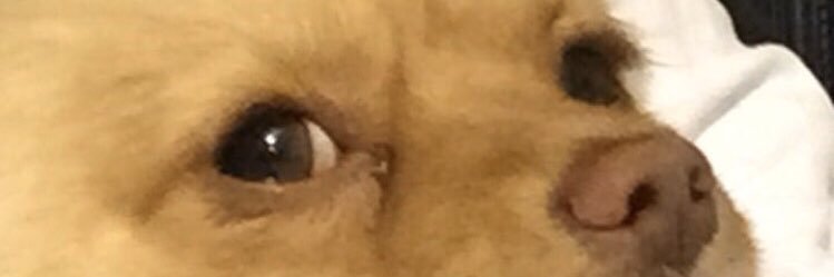 stellaacosta99's profile banner image