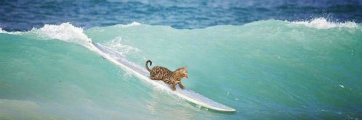 TOPCAT Surfin the Blue 🌊 banner
