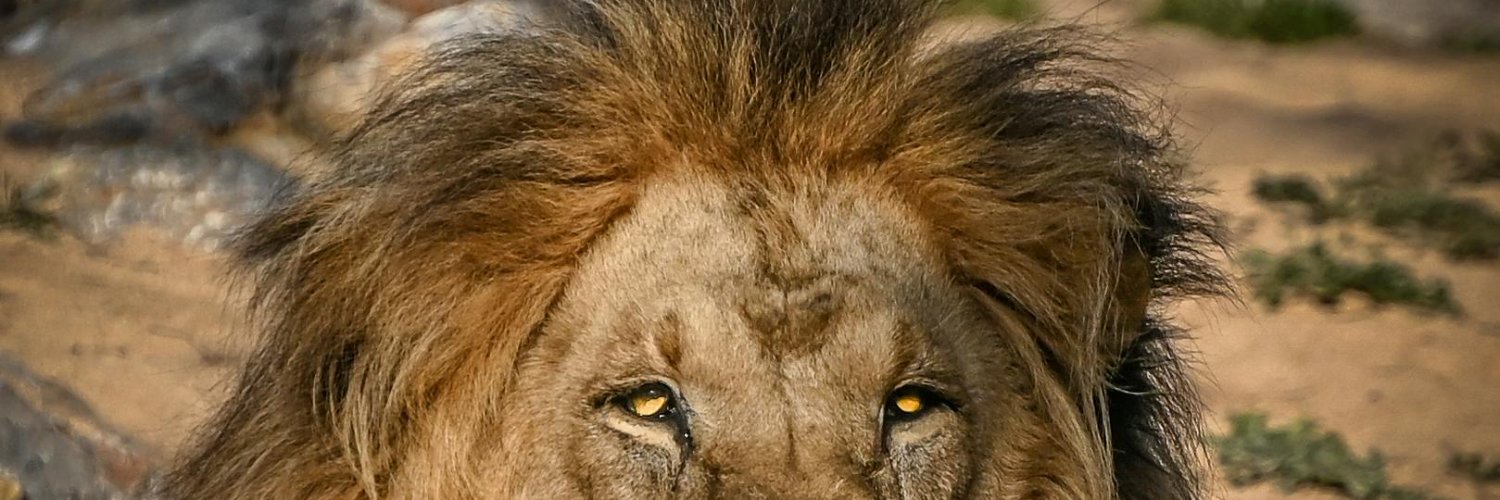 True_Advocate's profile banner image