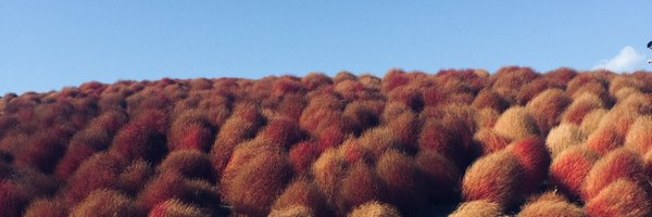 tamiirt Profile Banner