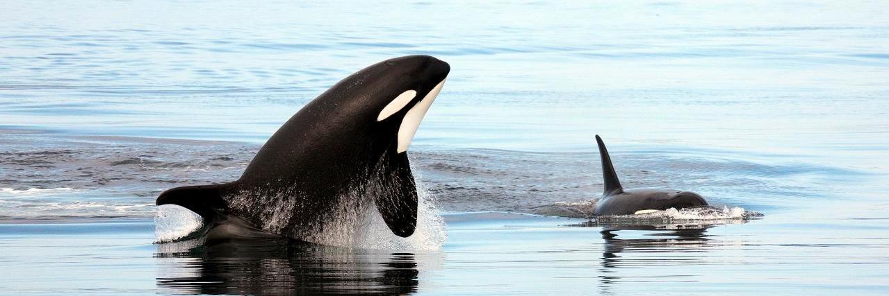Orcas_Freedom's profile banner image